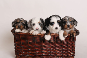 F1 Mini Aussiedoodles